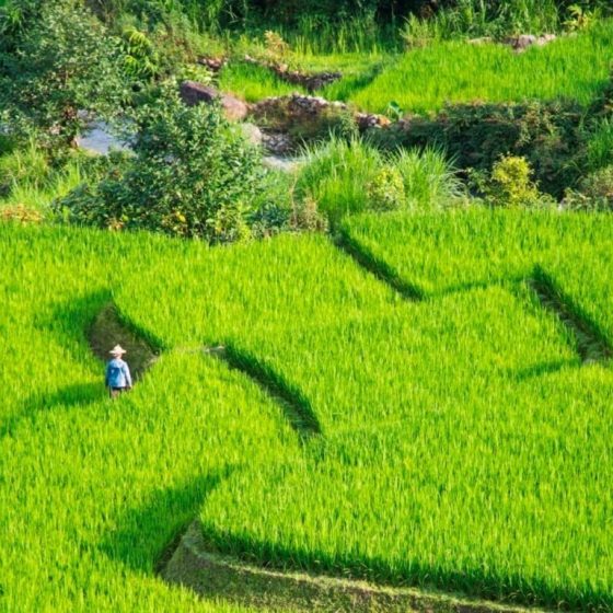 Fertile green rice fields of Sapa on a sunny day
